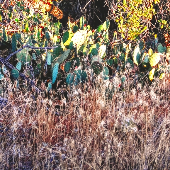 Prickly Pear pad - Picture 7 of 7